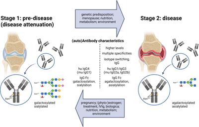 IgG subclass and Fc glycosylation shifts are linked to the transition from pre- to inflammatory autoimmune conditions